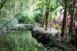 Никитский ботанический сад. Бамбуковая роща
