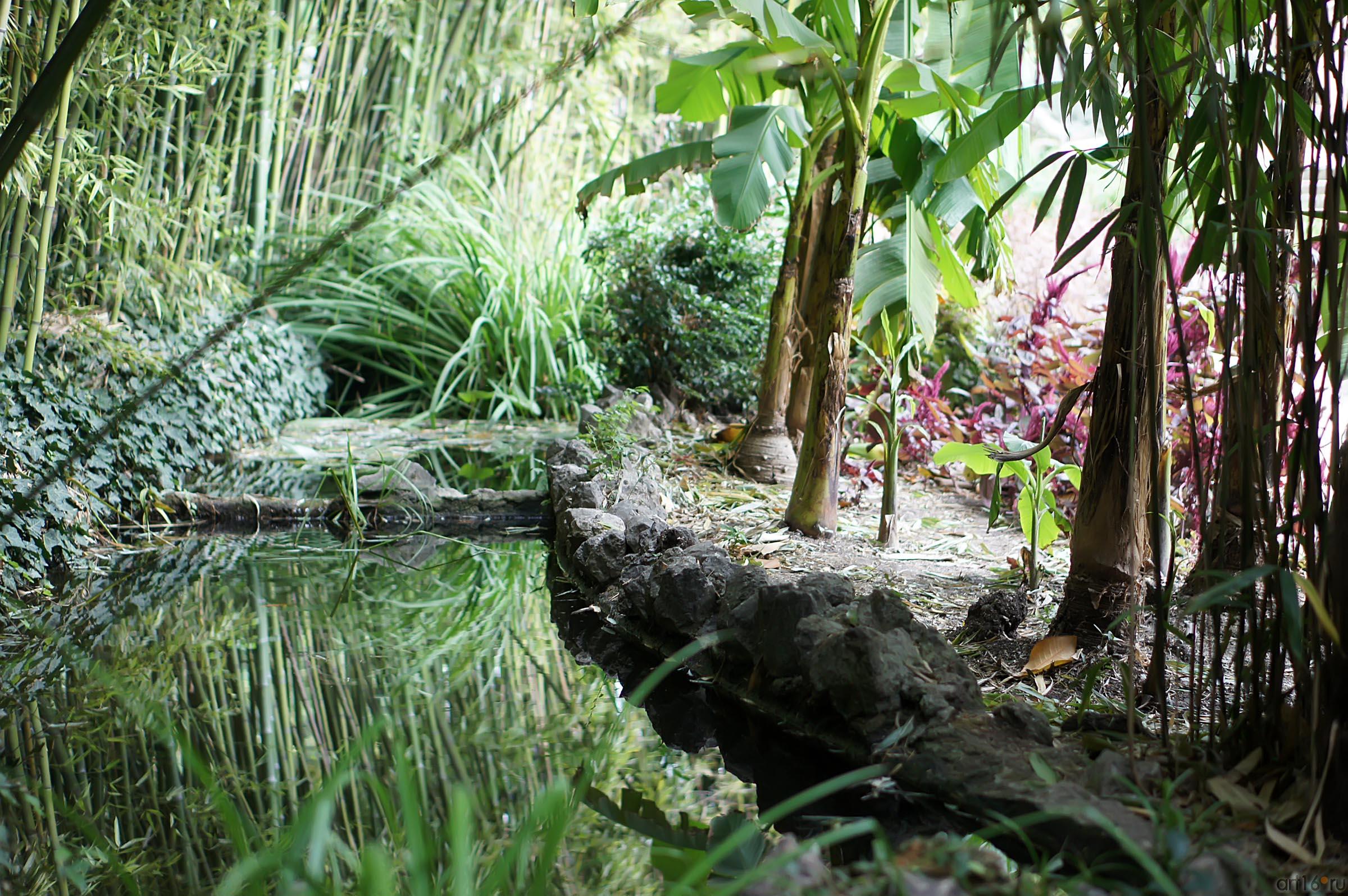 Никитский ботанический сад. Бамбуковая роща::Никитский ботанический сад