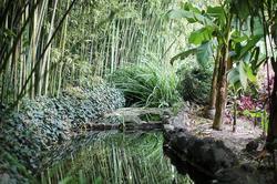 Никитский ботанический сад. Бамбуковая роща