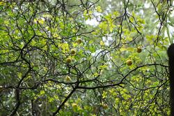 Понцирус трехлистный лимон. Никитский ботанический сад