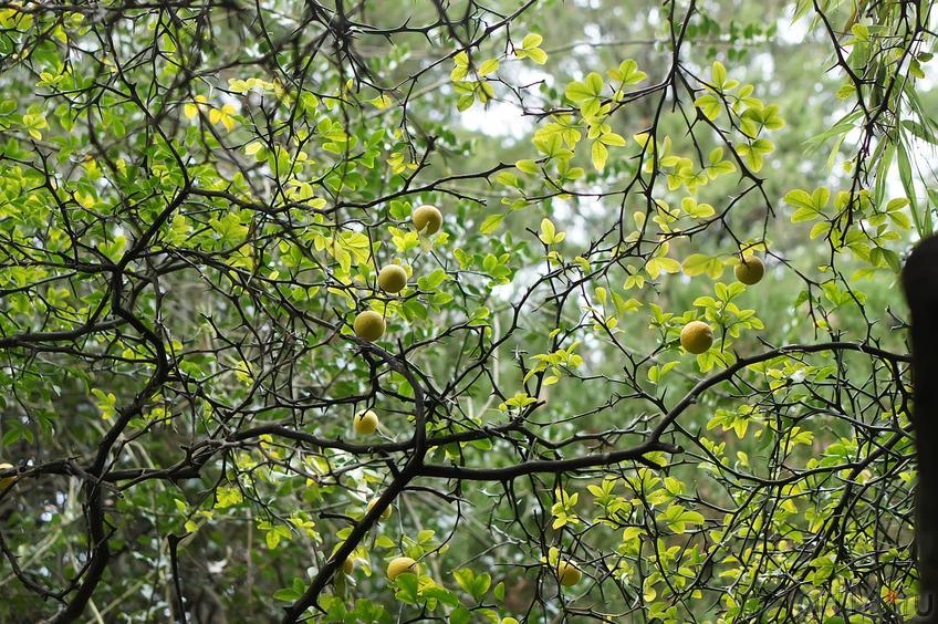 Понцирус трехлистный лимон. Никитский ботанический сад::Никитский ботанический сад