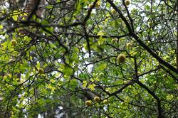 Понцирус трехлистный лимон. Никитский ботанический сад