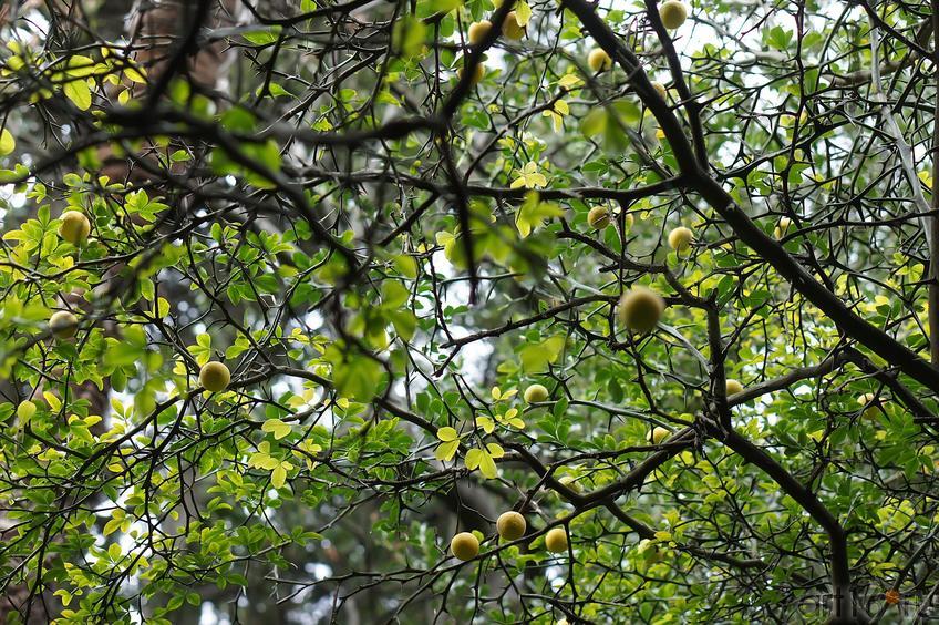 Понцирус трехлистный лимон. Никитский ботанический сад::Никитский ботанический сад