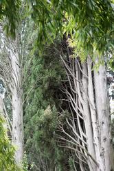 Деревья. Никитский ботанический сад