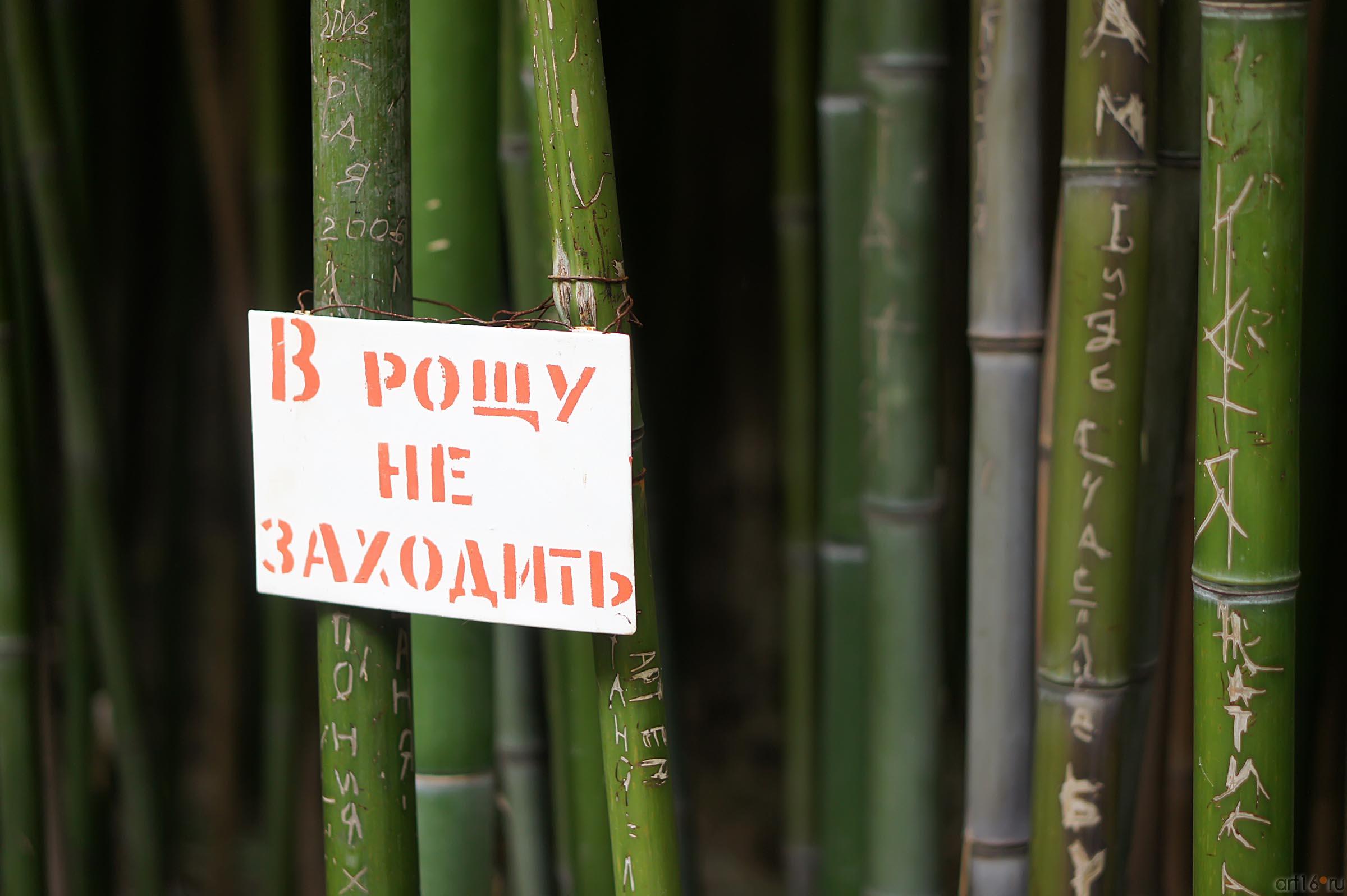 Бамбуковая роща. объявление. Никитский ботанический сад::Никитский ботанический сад