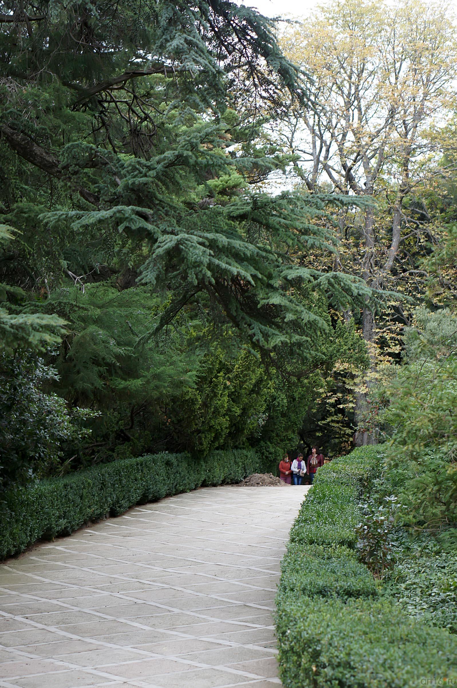 Дорожки Никитского ботанического сада::Никитский ботанический сад