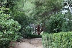 Дорожки Никитского ботанического сада