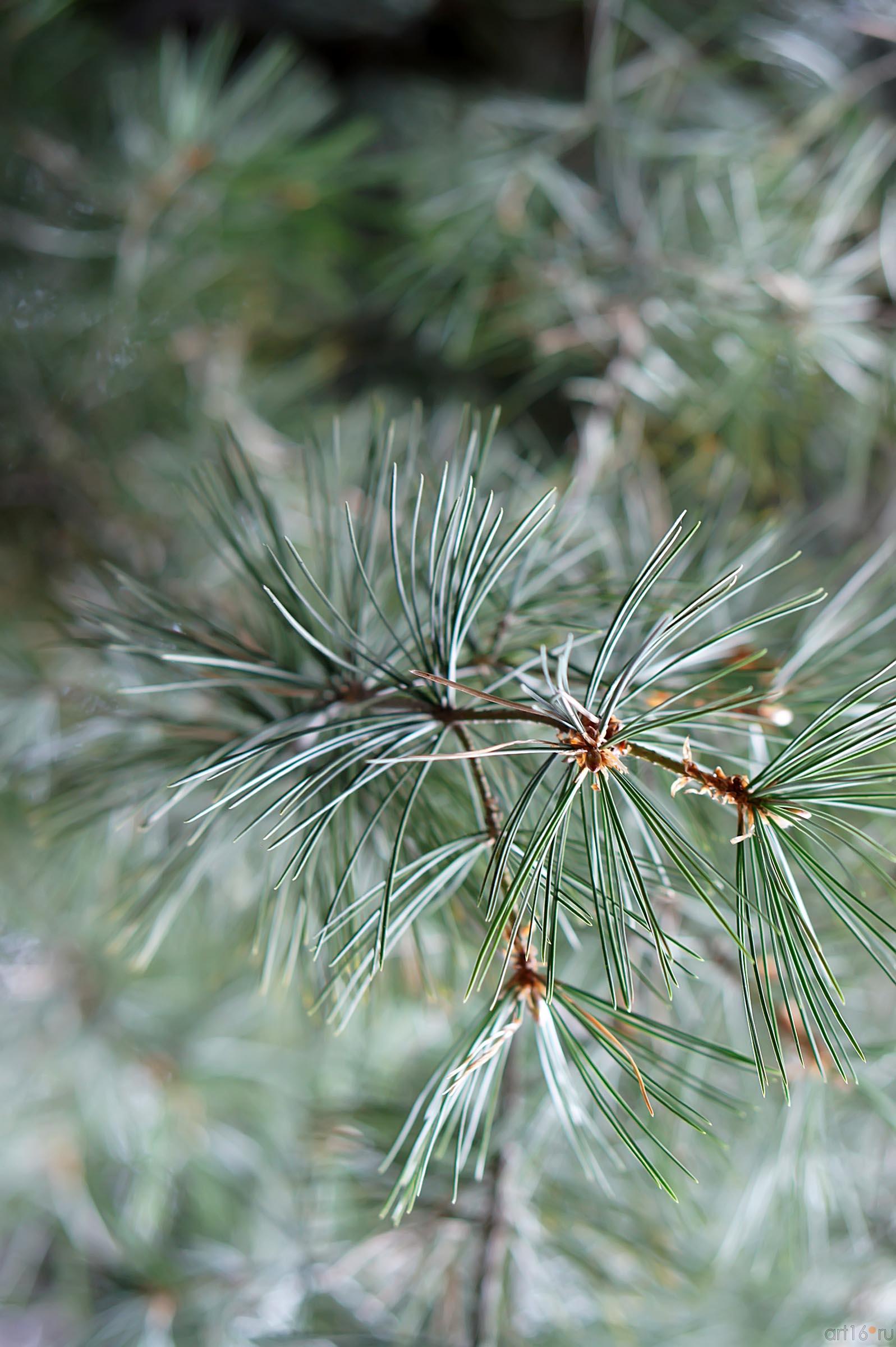 Растительность Никитского ботанического сада. Сосна Бунге::Никитский ботанический сад