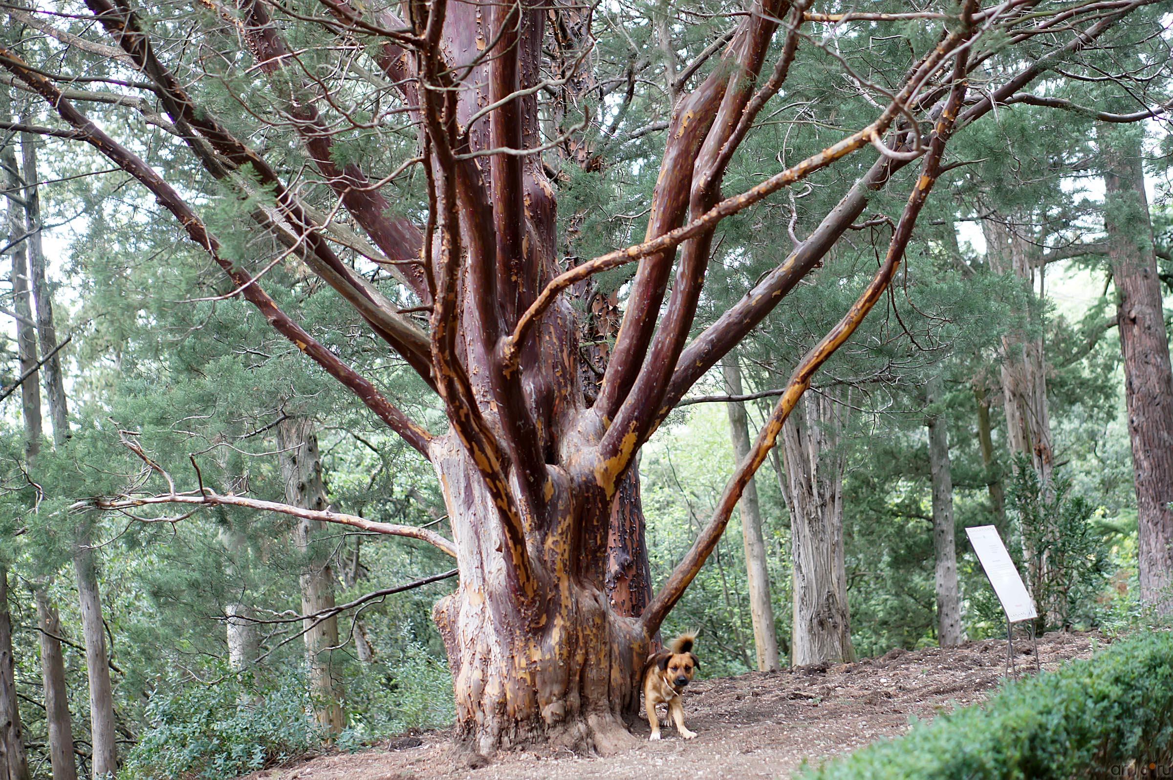 Деревья Никитского ботанического сада::Никитский ботанический сад