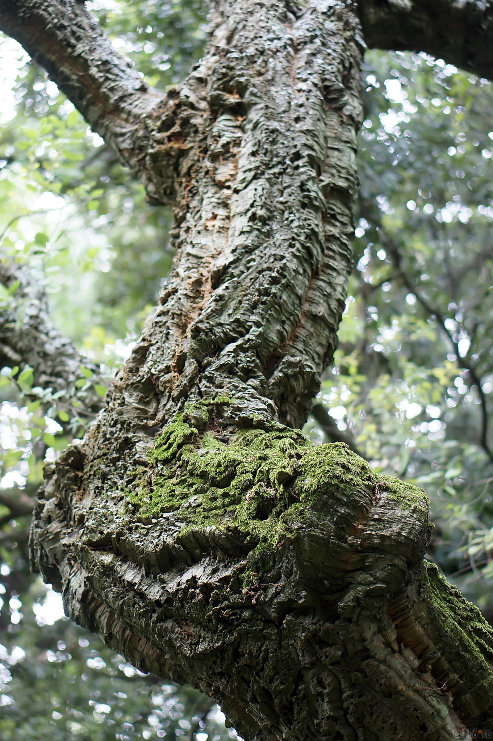 Деревья Никитского ботанического сада::Никитский ботанический сад