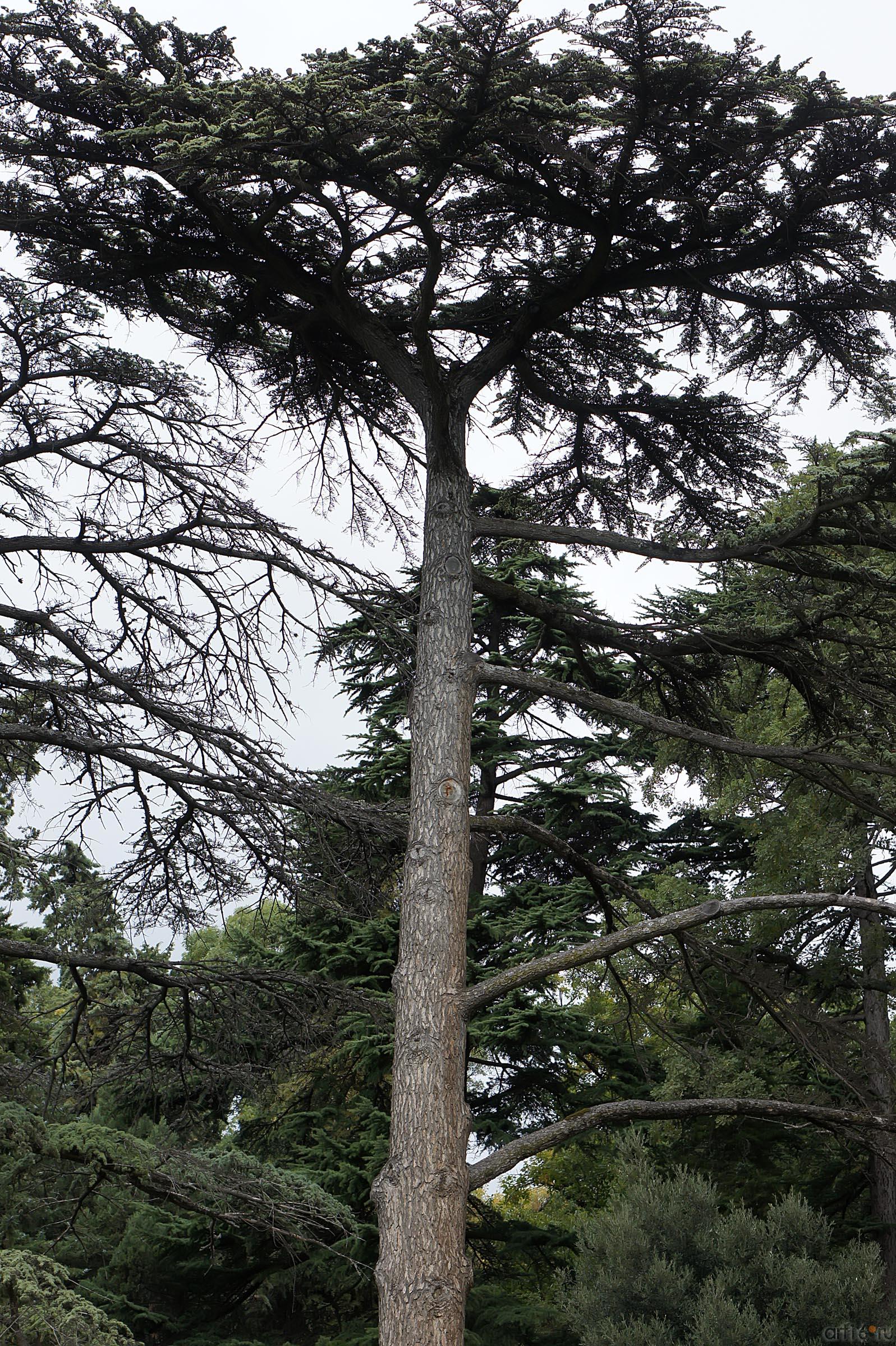 Деревья Никитского ботанического сада::Никитский ботанический сад