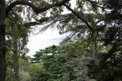 Деревья Никитского ботанического сада