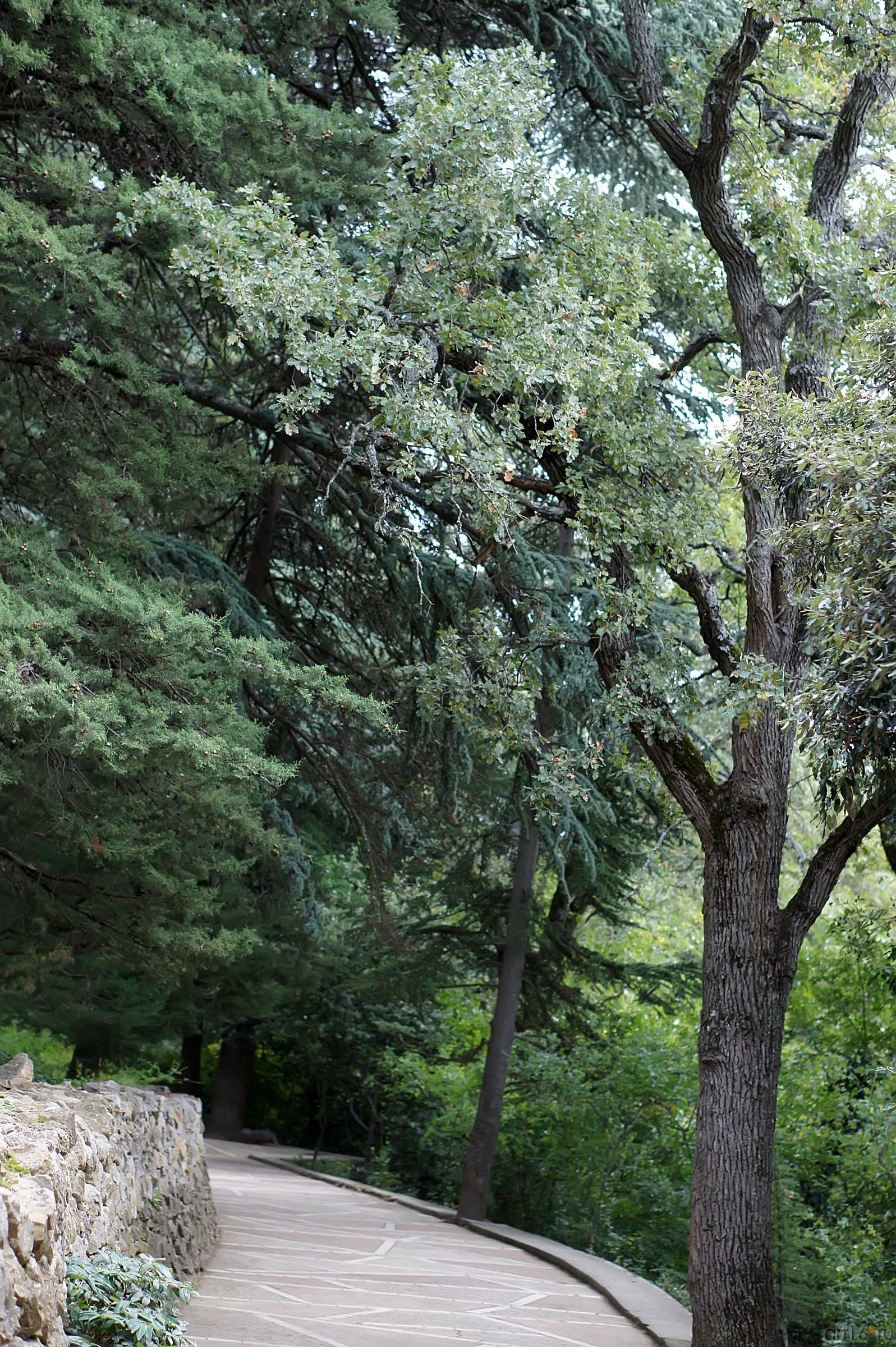 Деревья Никитского ботанического сада::Никитский ботанический сад