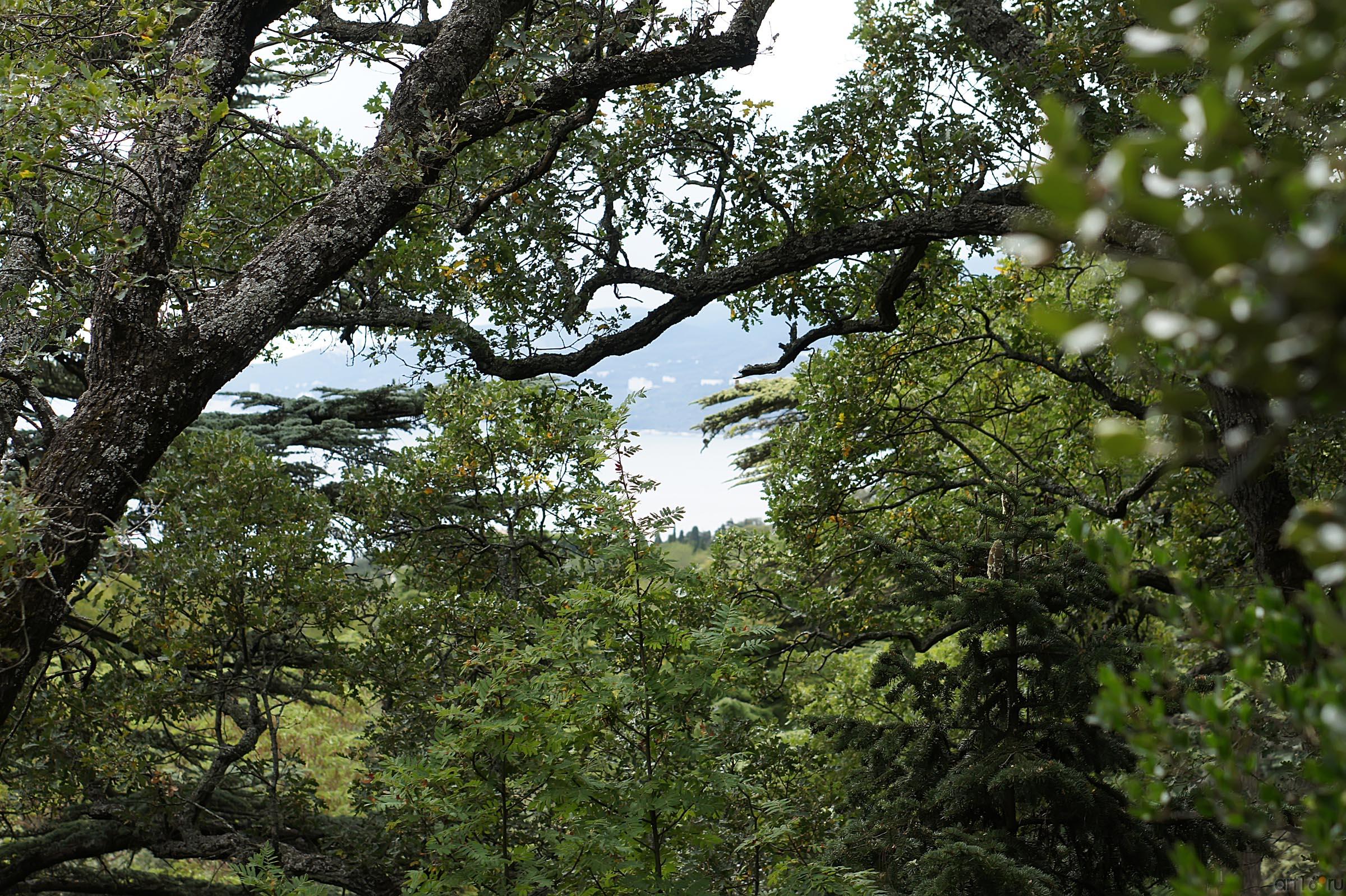 Деревья Никитского ботанического сада::Никитский ботанический сад