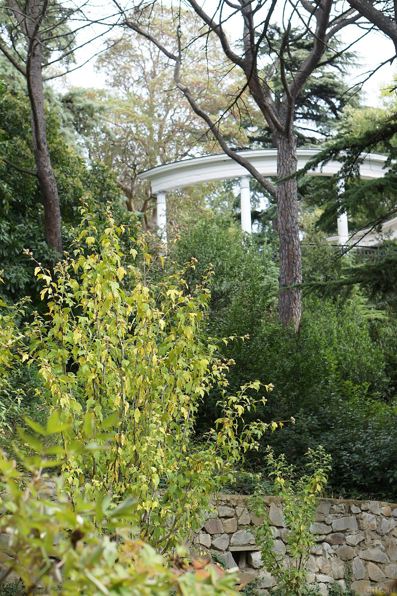 Деревья Никитского ботанического сада::Никитский ботанический сад