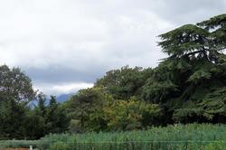 Вид на Крымские горы из Никитского ботанического сада