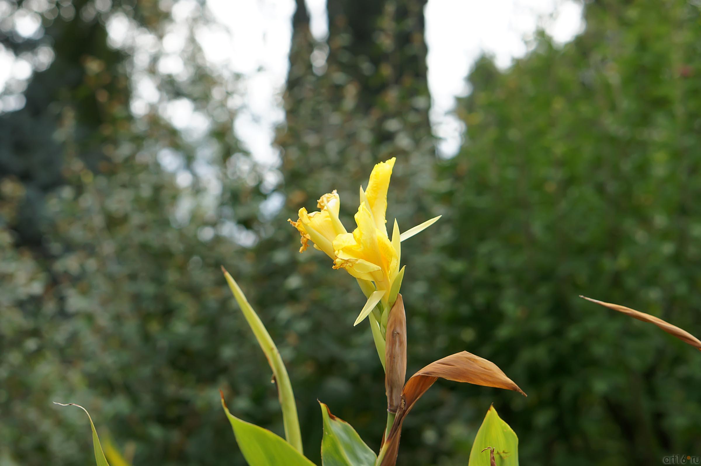 Цветы  Никитского ботанического сада::Никитский ботанический сад