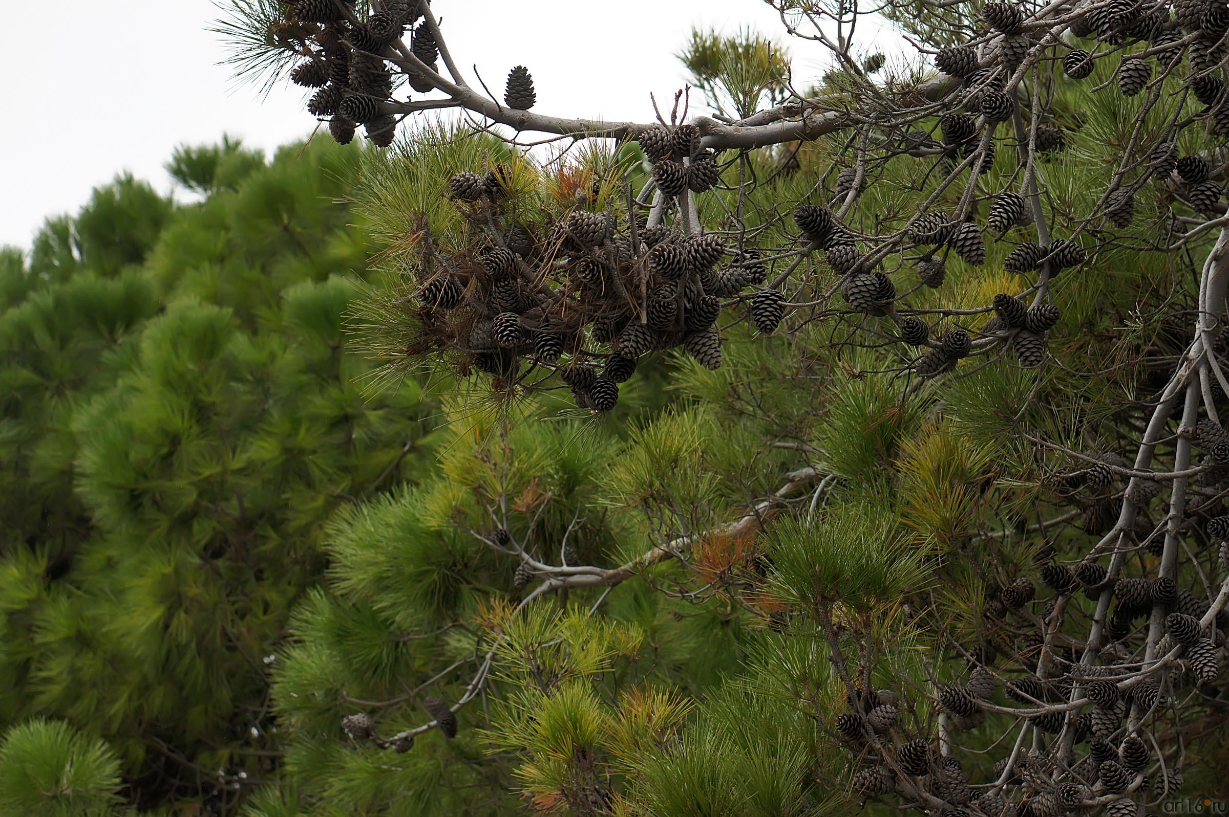 Деревья ЮБК::Ялта