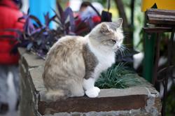 Крымский кот - Гурзуфский, которыми славится пгт.
