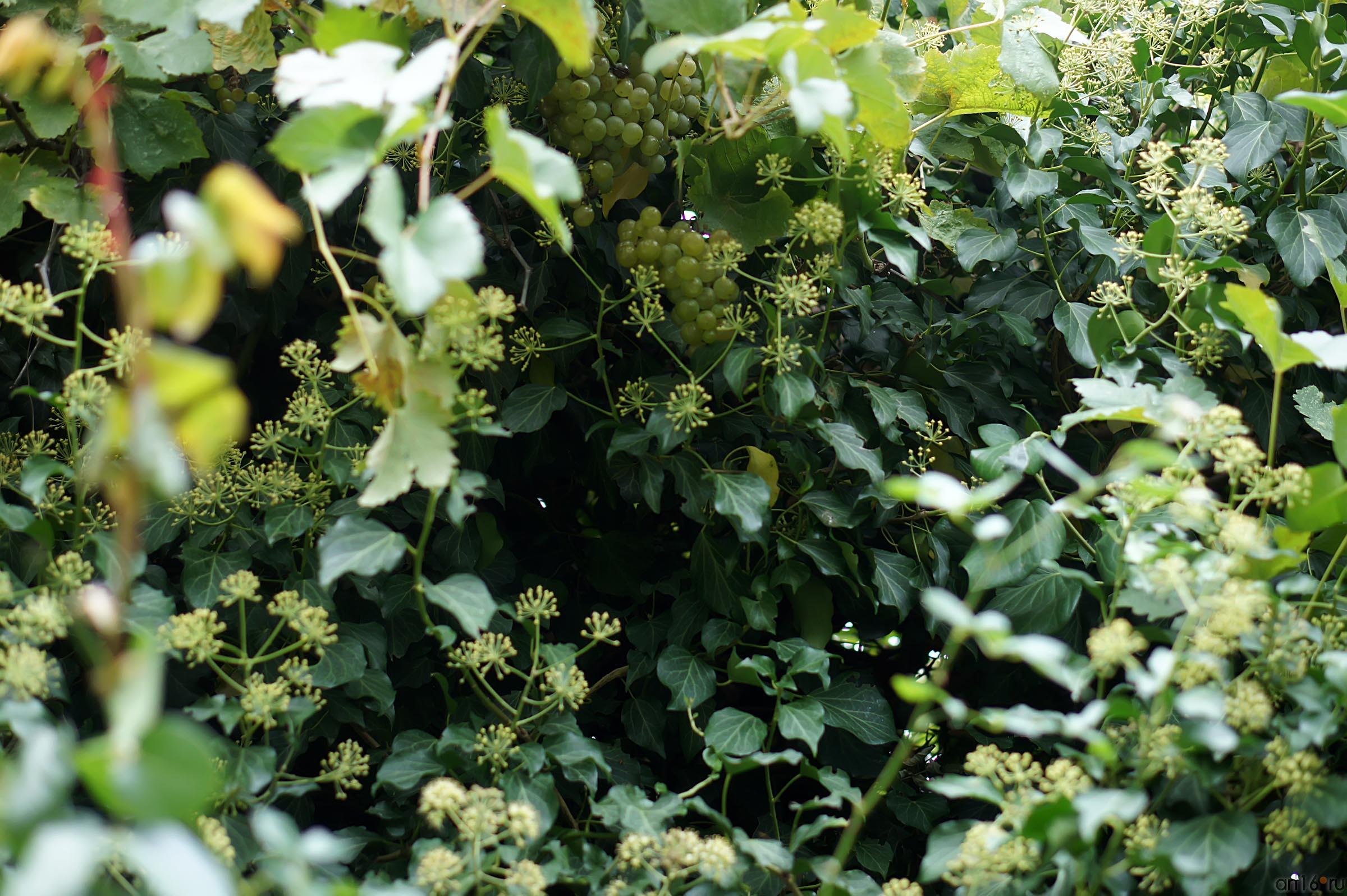 Растения на даче Чехова, Гурзуф::Гурзуф