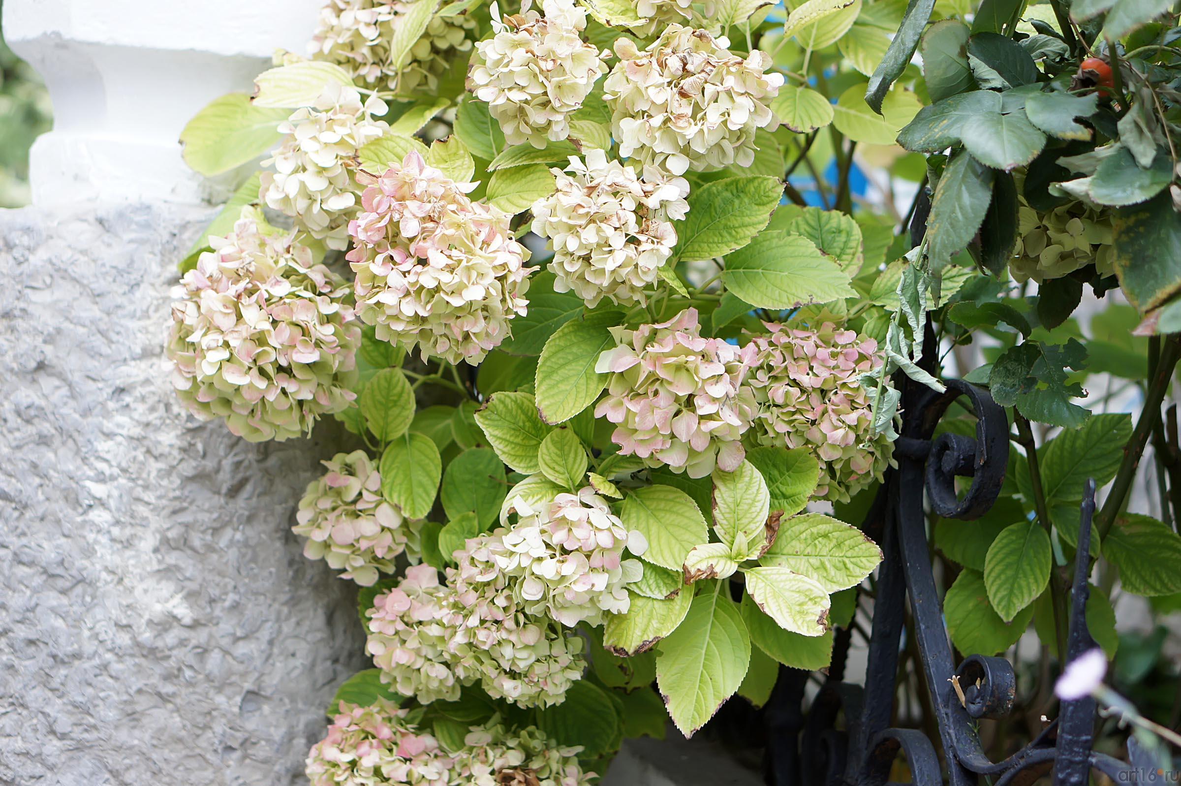 Растения на даче Чехова, Гурзуф::Гурзуф