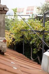 Крыши и виноградники в Гурзуфе