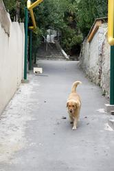 Рыжий пес на улице Гурзуфа
