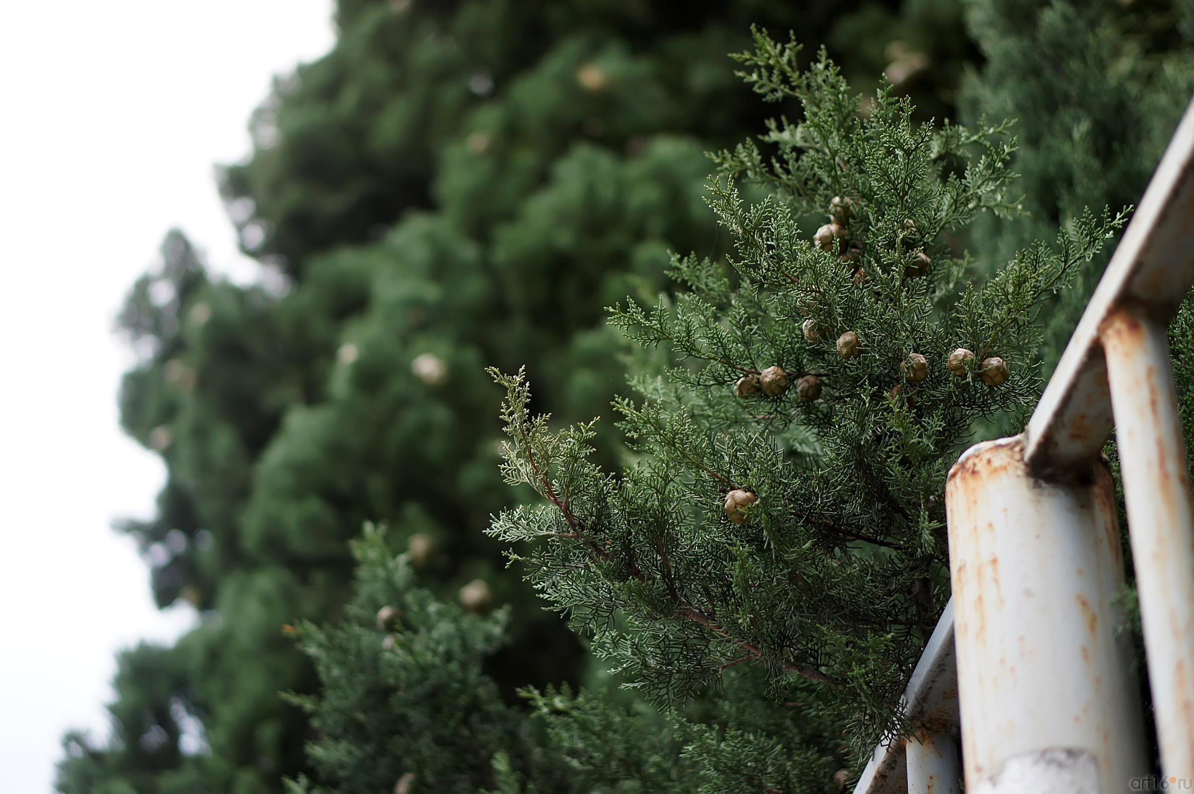 Природа Крыма::Гурзуф