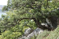 Крымские деревья в скалистой местности