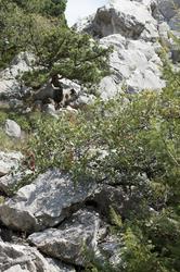 Крымские деревья в скалистой местности