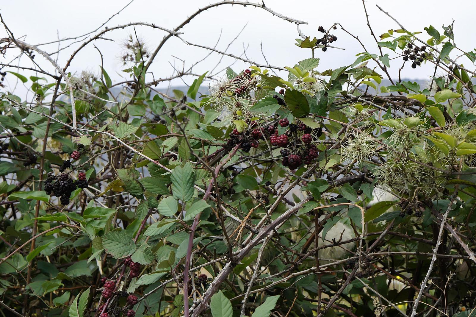 Лесные ягоды крыма фото с описанием