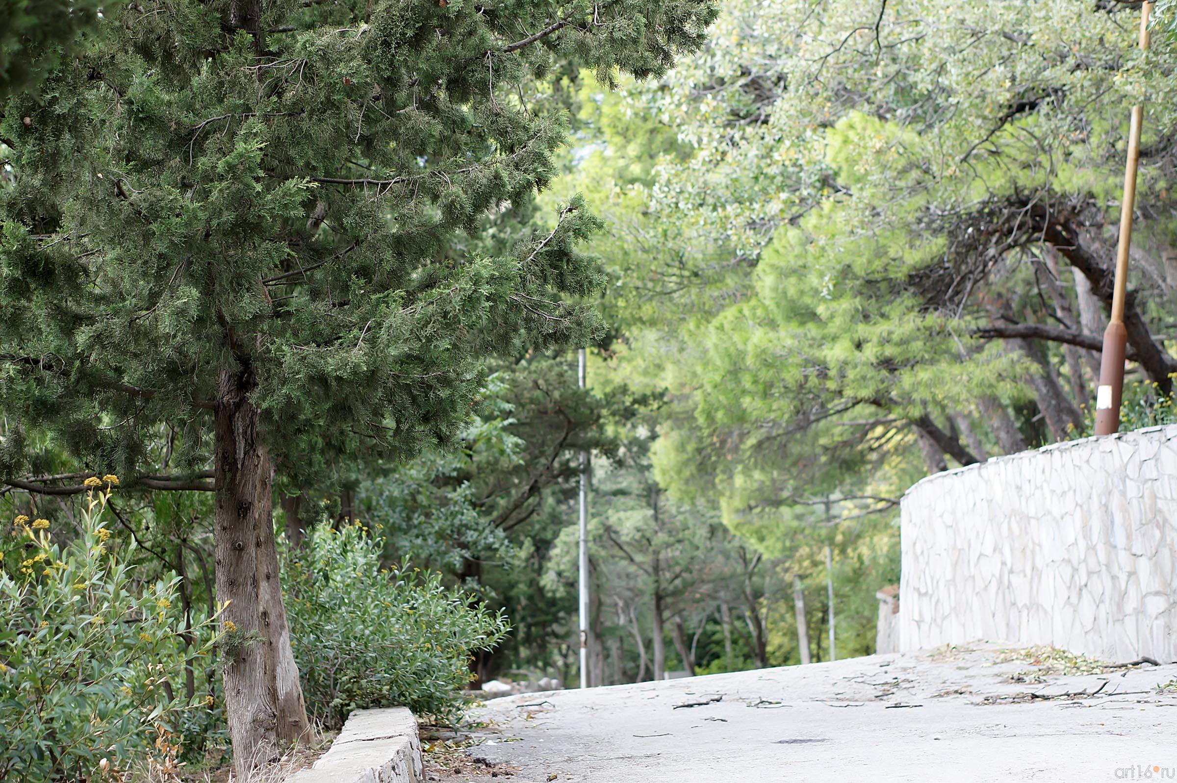 Деревья. Крым::По Южнобережному шоссе. Окрестности Симеиза. Ланшафты. Парки