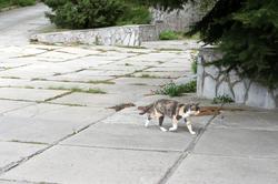 Кошка на алее парка. Крым