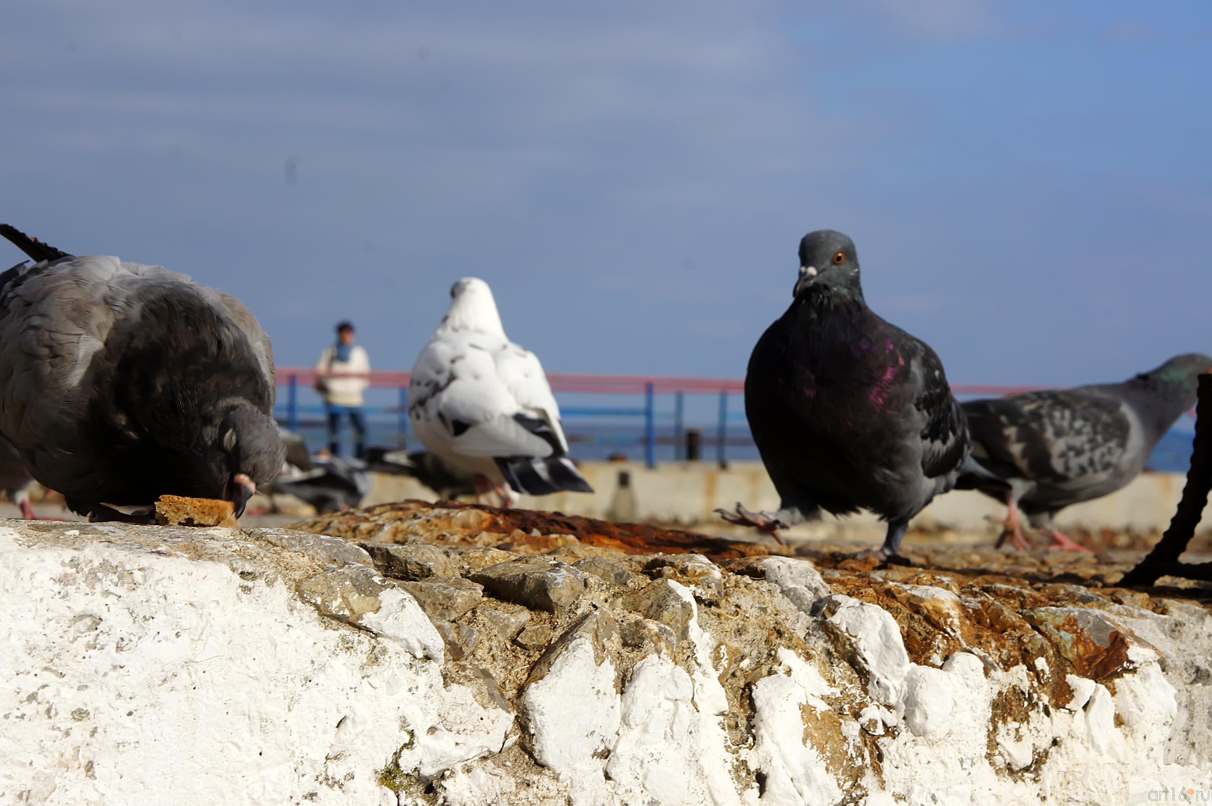 Голуби::Кореиз. Мисхор