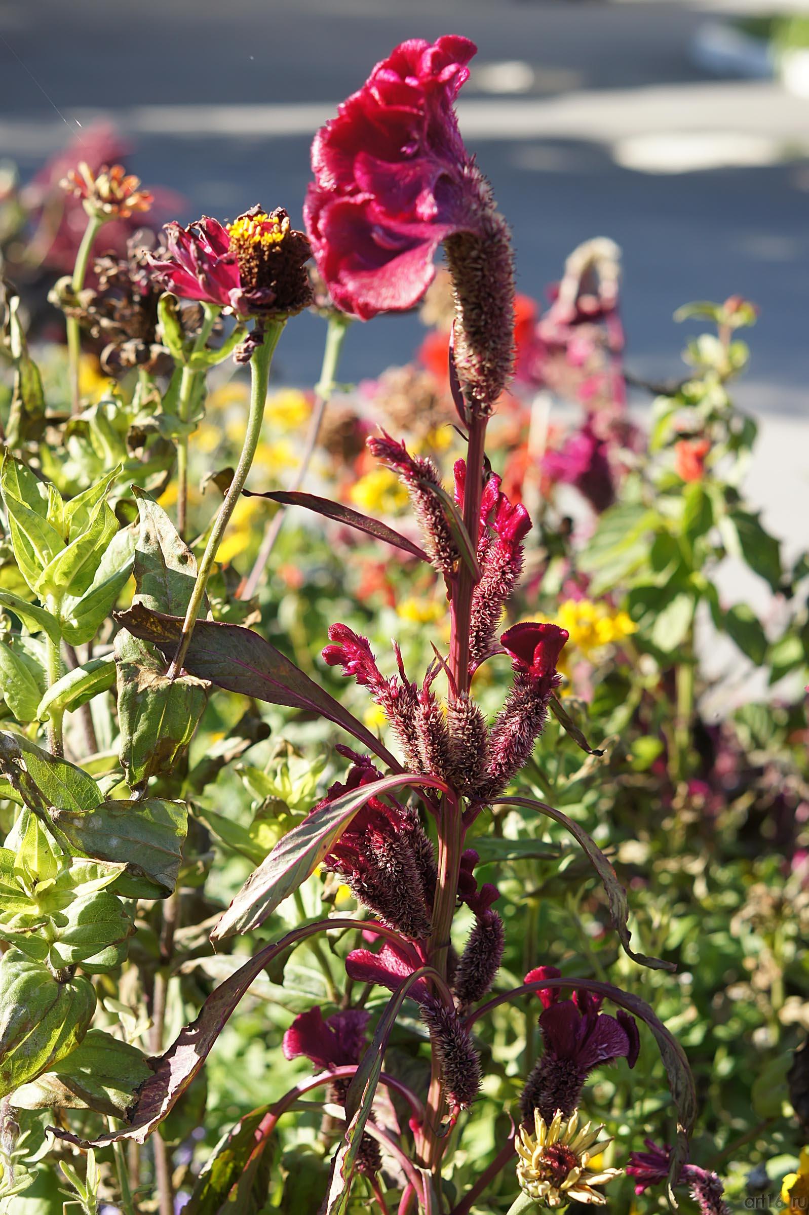 Клумба в аэропорту Симферополя:: Дорога в аэропорт Симферополя