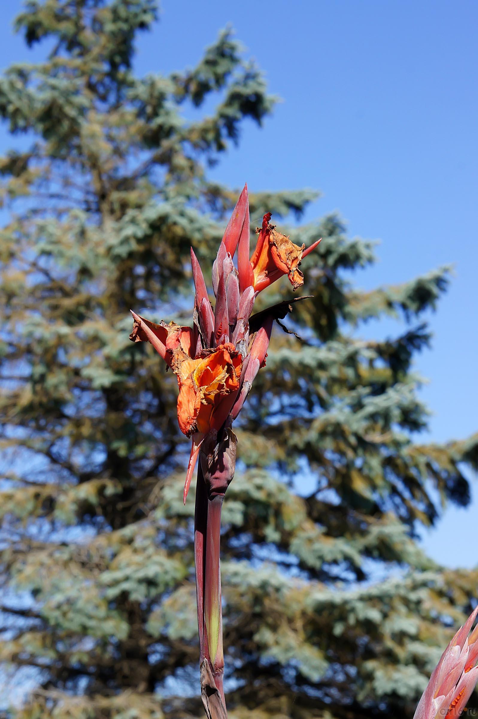 Клумба в аэропорту Симферополя:: Дорога в аэропорт Симферополя