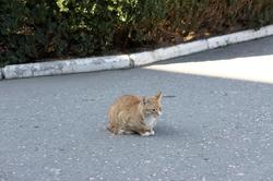 Крымский кот