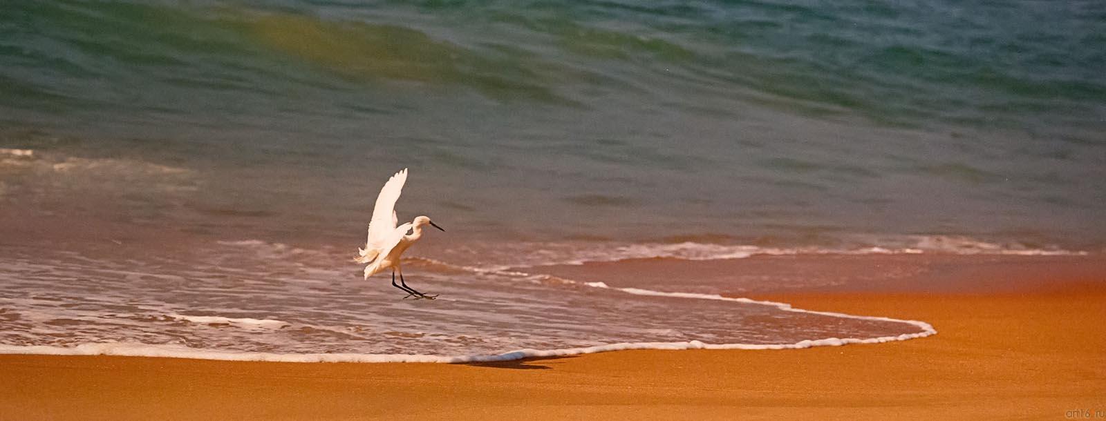 ИНДИЯ. ИЗ СЕРИИ «Пиликаны»::Фотовыставка Вячеслава Карпова «Отражение»