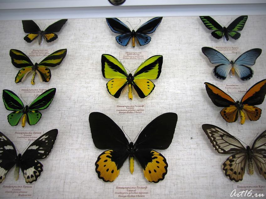 Фрагмент коллекции бабочек::«Порхающее кружево»