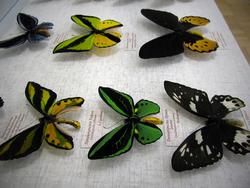 Фрагмент коллекции бабочек