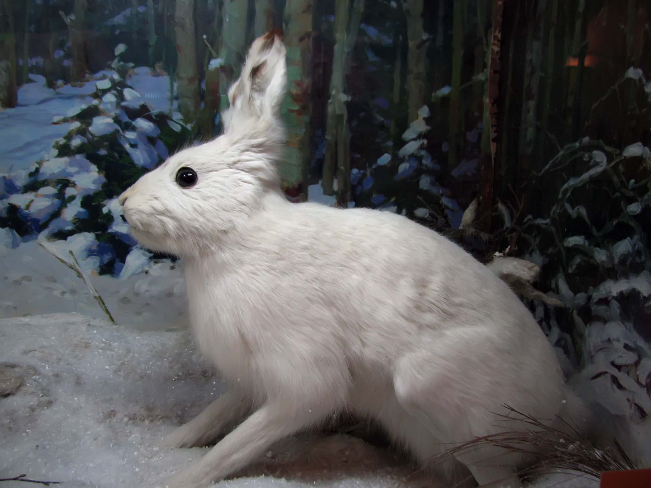 Без зайцев новинки. Заяц Беляк. Заяц зимой. Зайчик под елкой. Зайчик под елочкой.