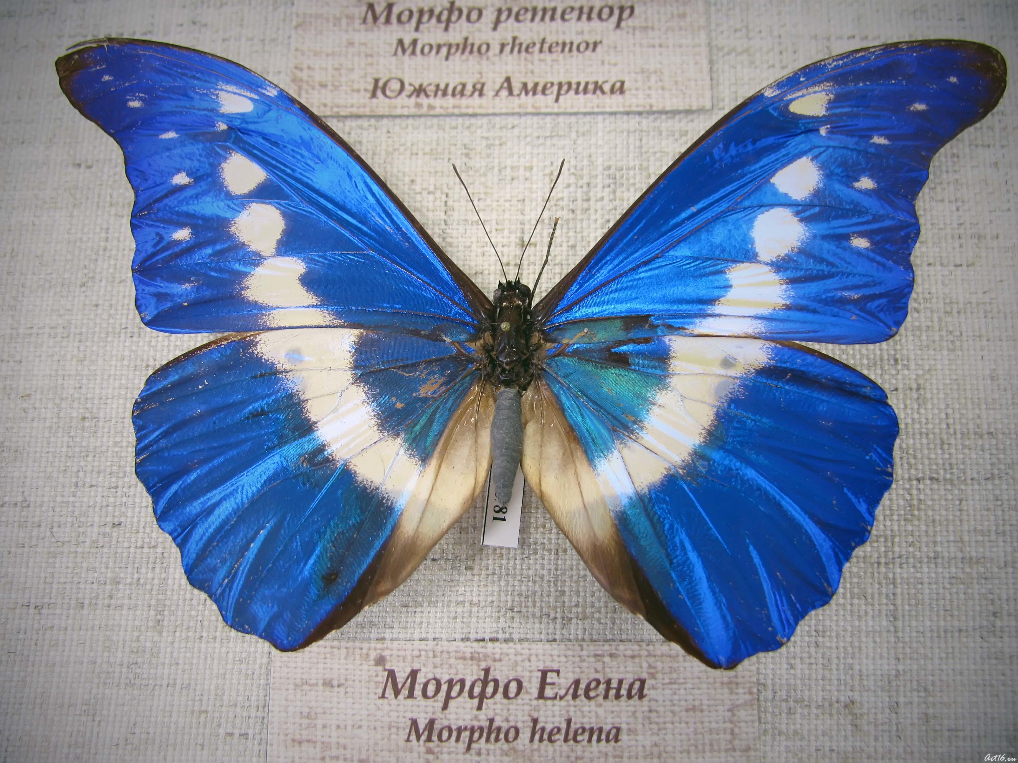 Морфо Елена::«Порхающее кружево»