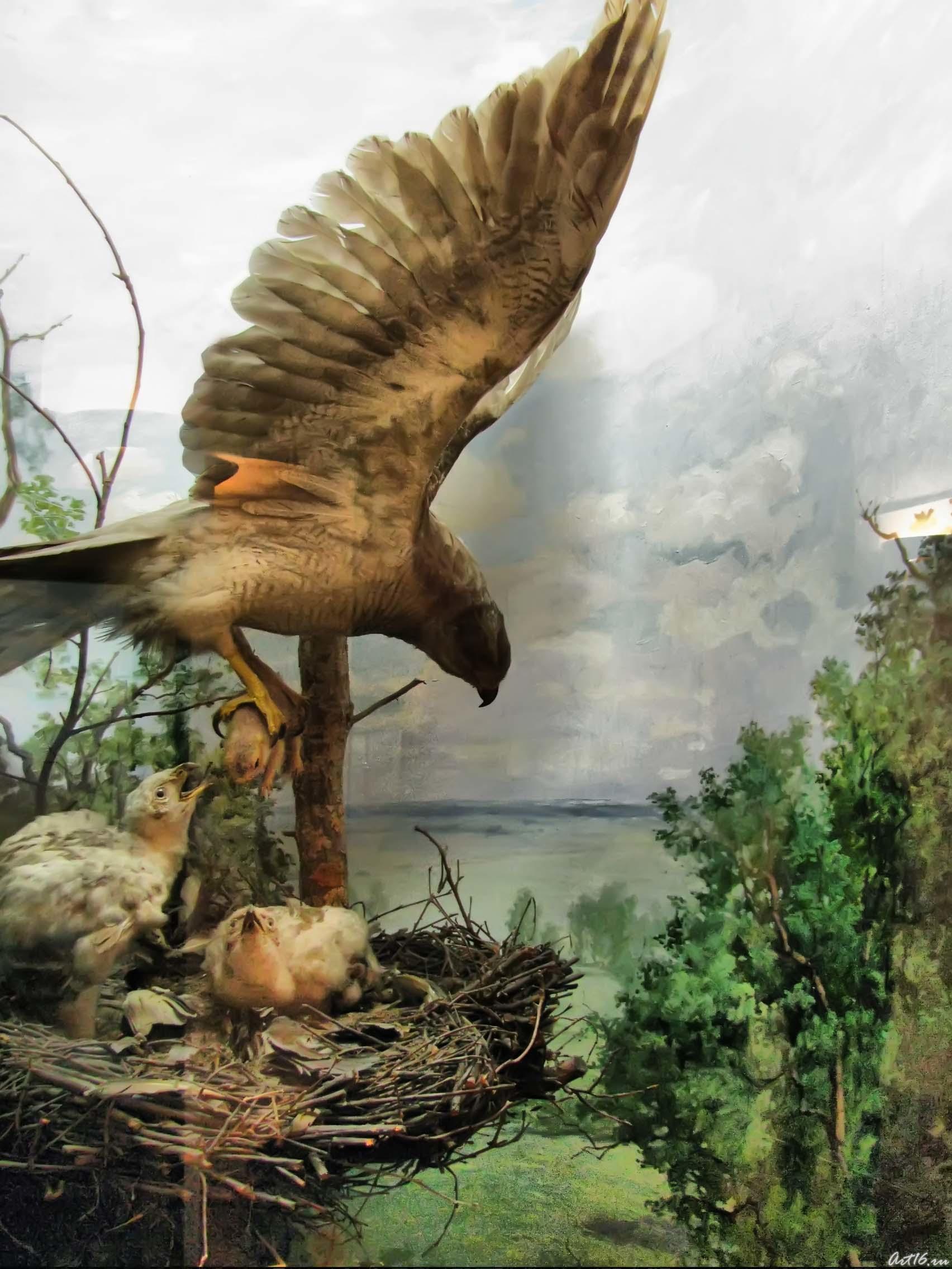 Тетеревятник с птенцами::«Времена года»