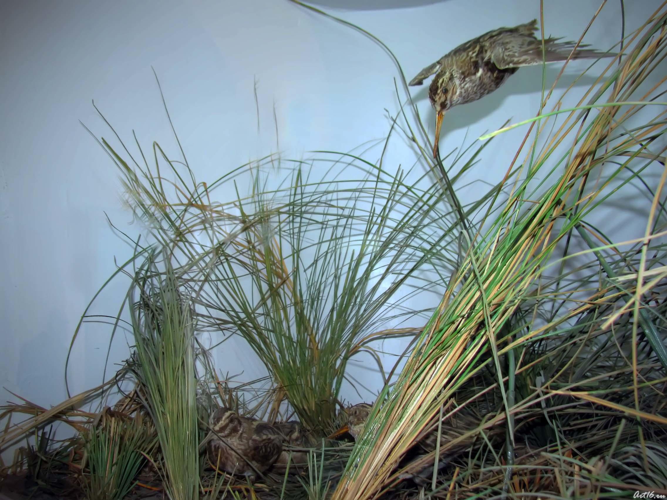 Дупеля — перелетные птицы::«Времена года»