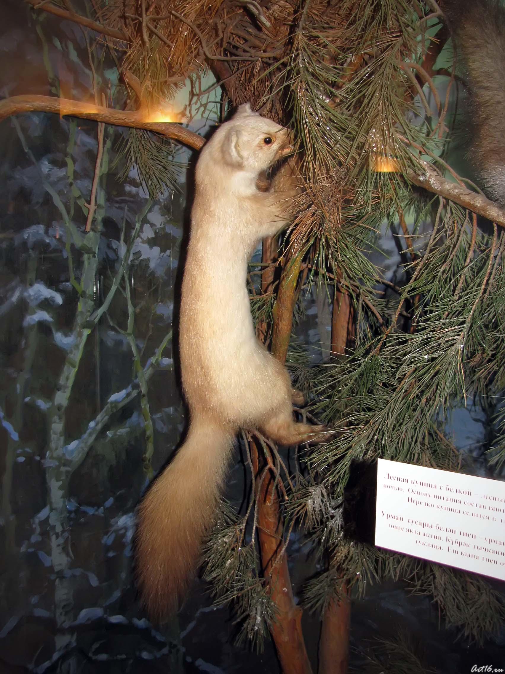 Лесная куница::«Времена года»