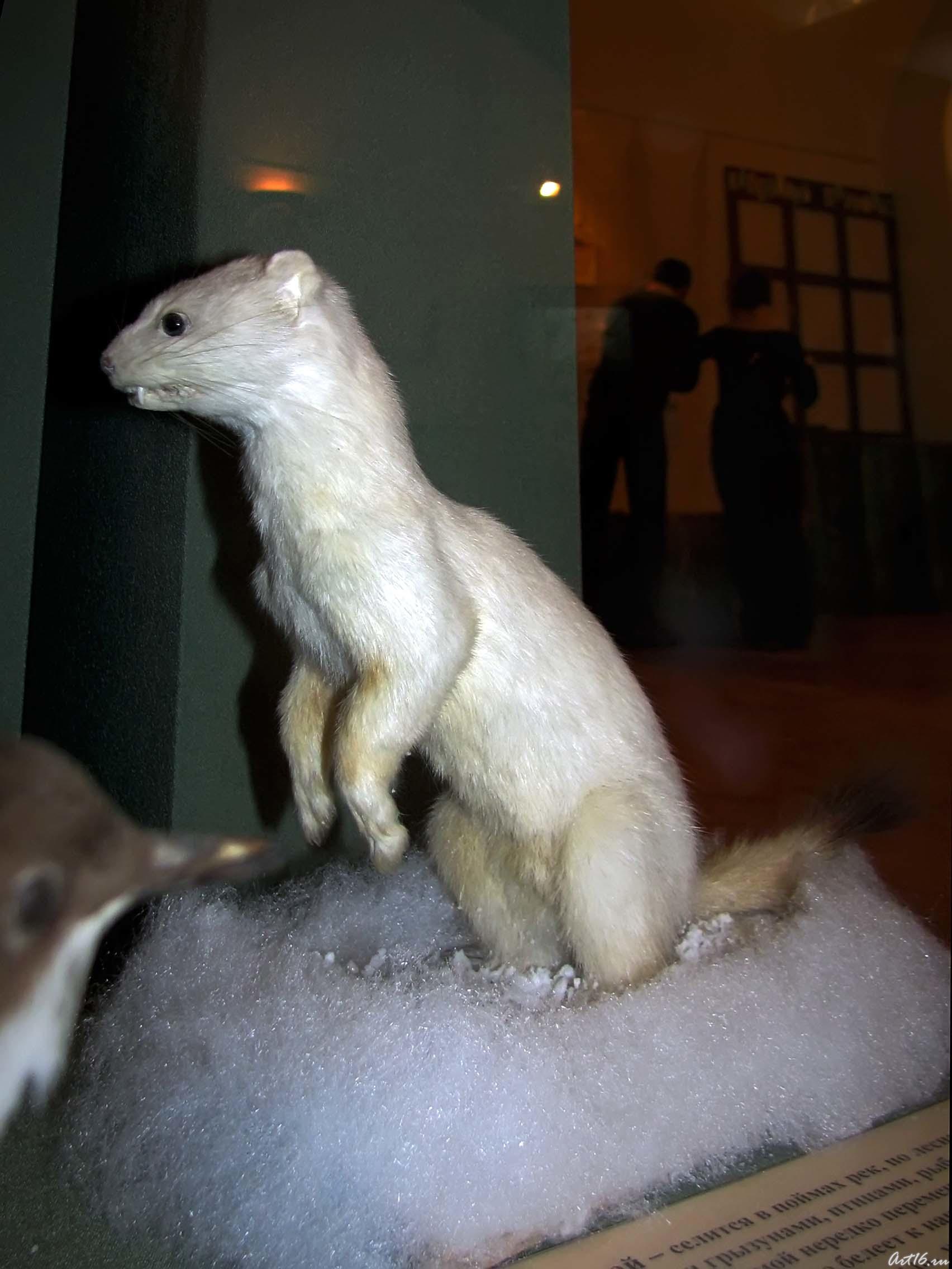 Горностай::«Времена года»