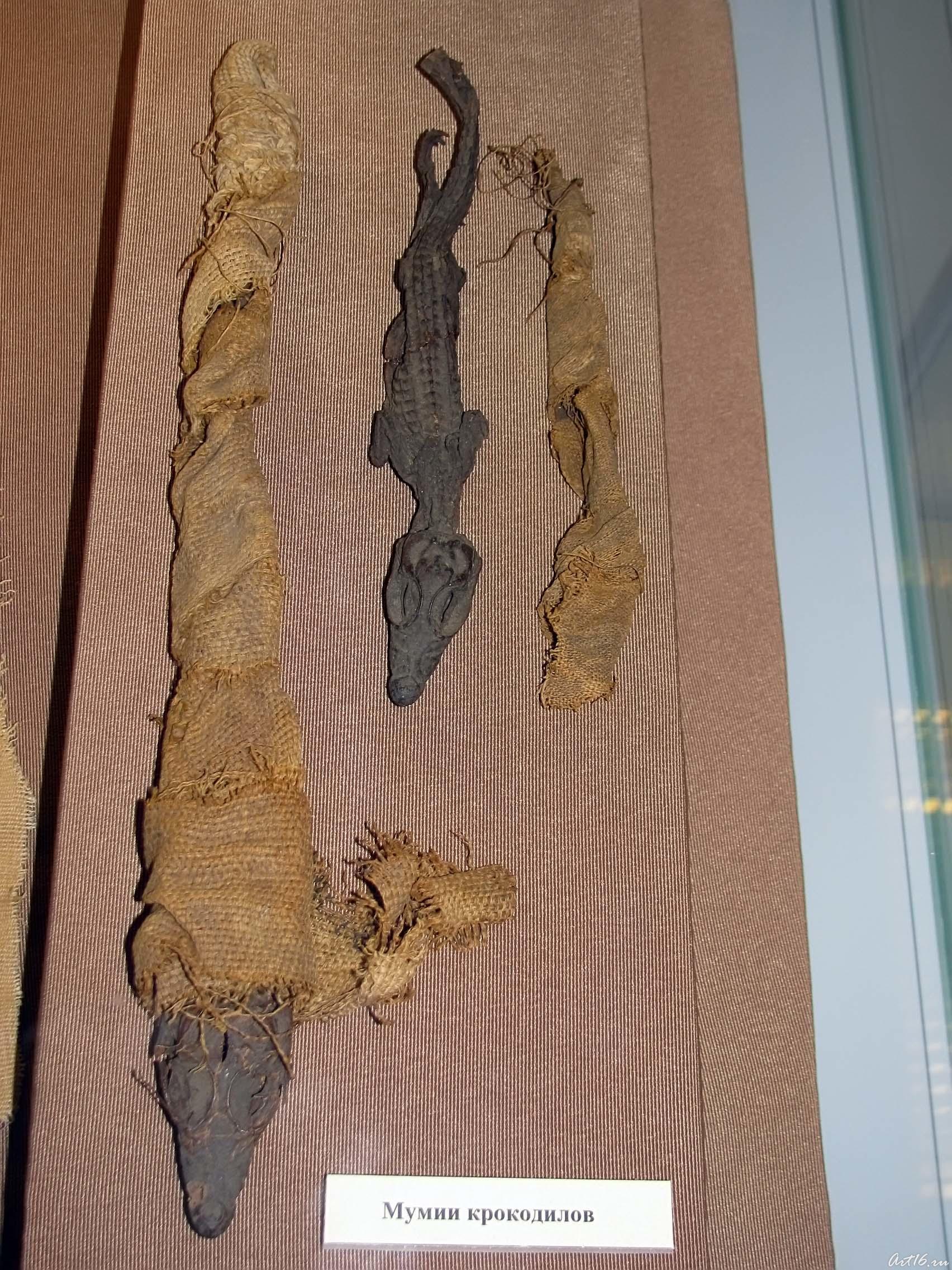 Мумии крокодилов::Вечный Египет