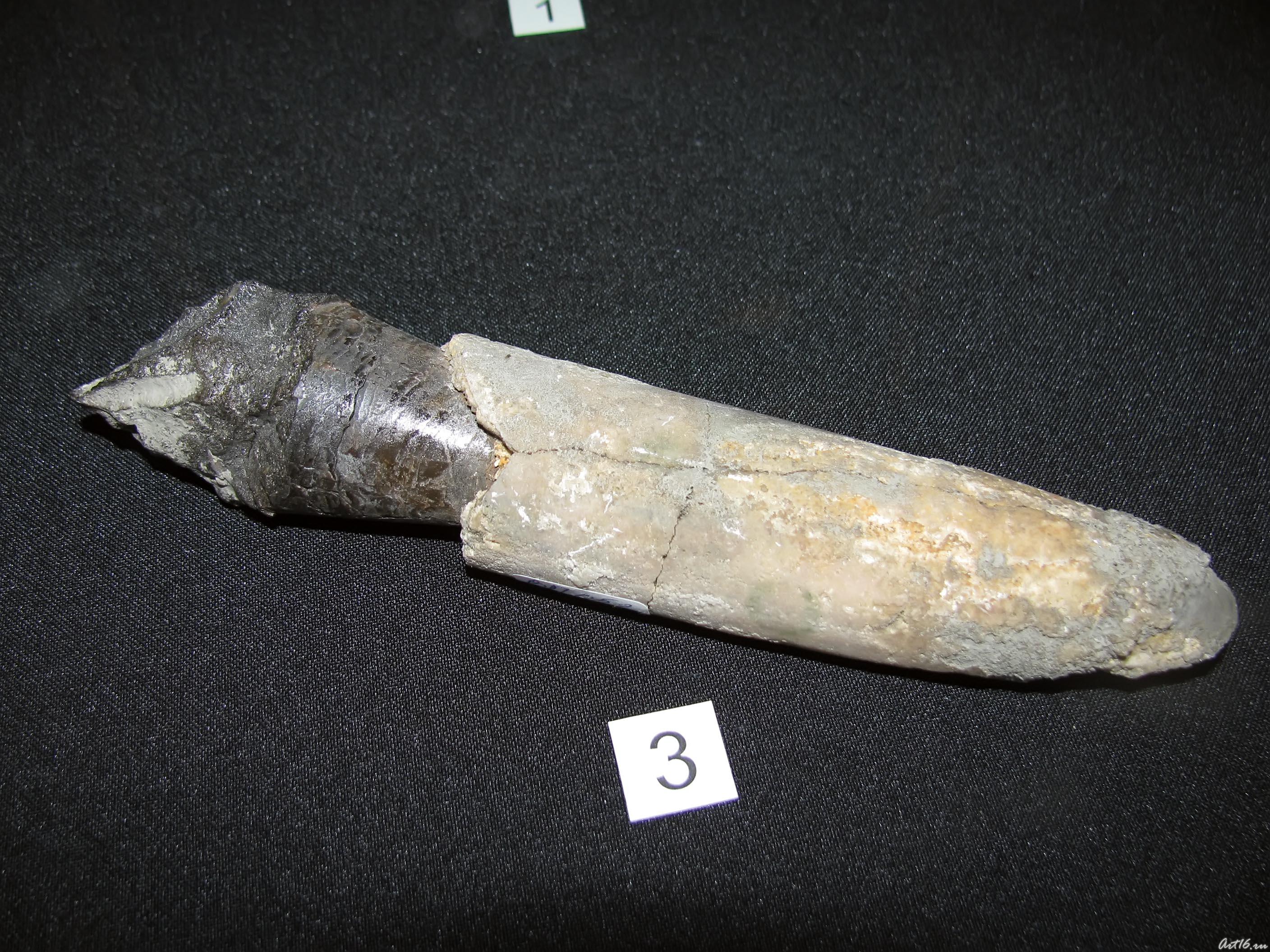 Маркизитовая фассилизация раковины::Симбирцит