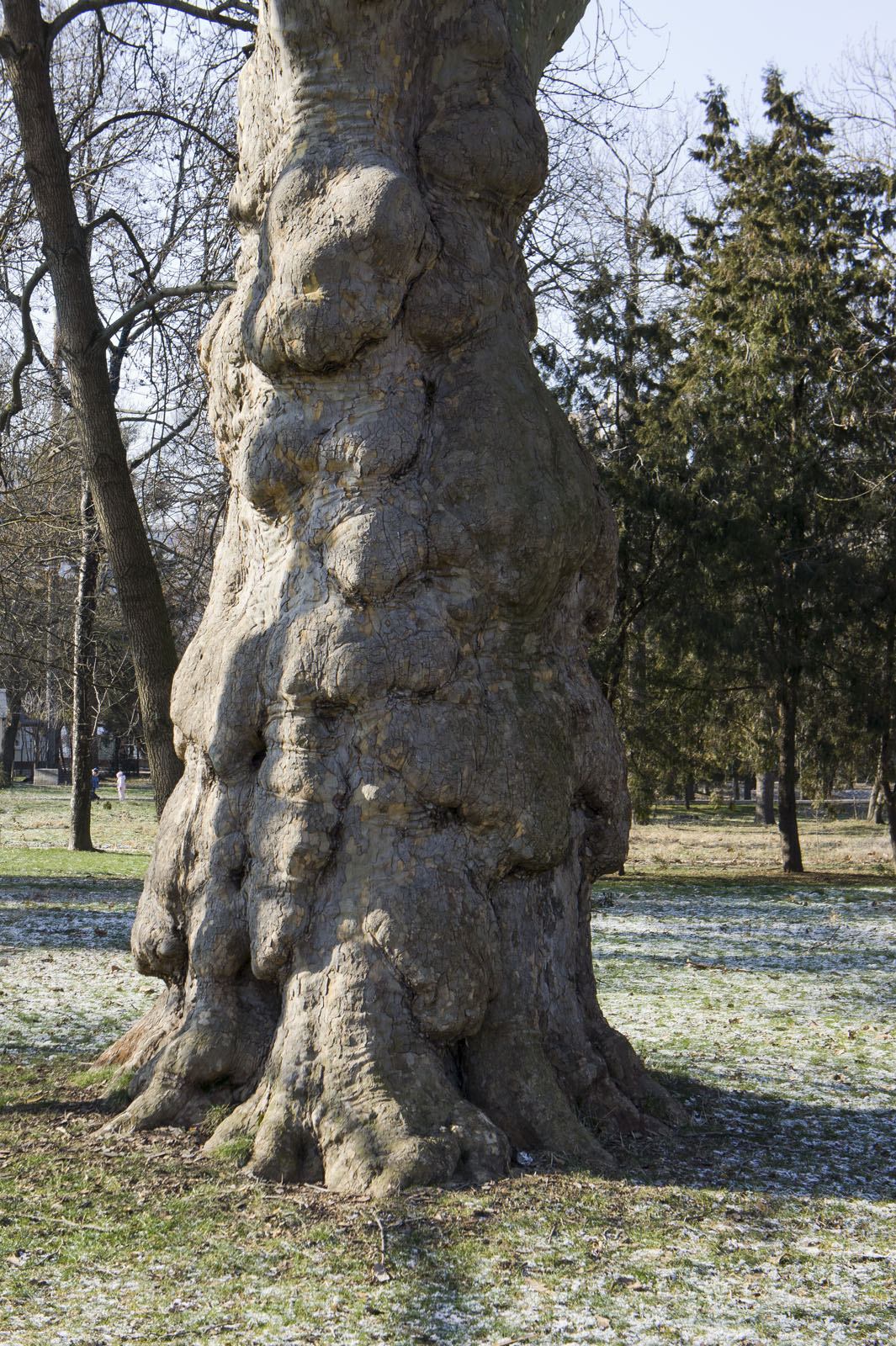 Фото №69801. Дерево в ботаническом саду Таврического национального университета им. Вернадского.