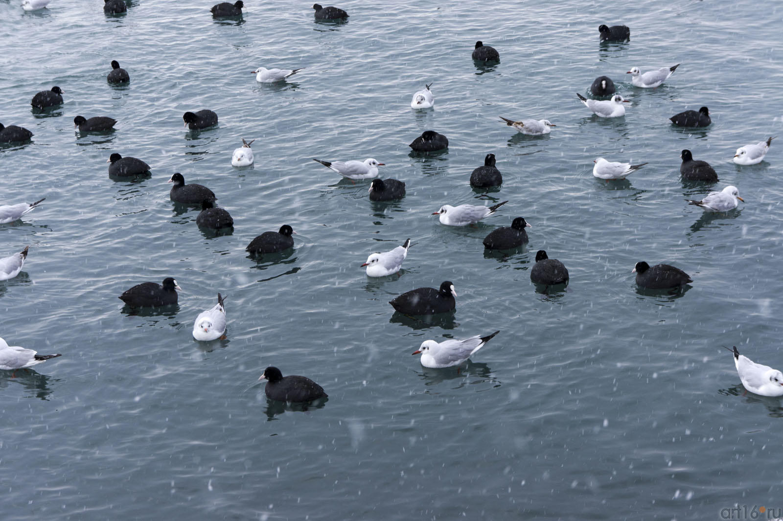Чайки и Гагары (наверное) на водной глади. Черное море. Ялта::Ялта